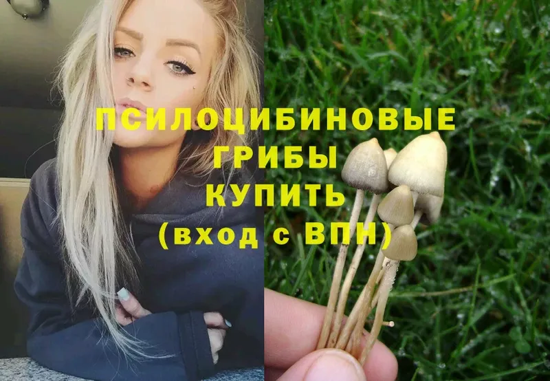 Псилоцибиновые грибы MAGIC MUSHROOMS  kraken как войти  Чита  где купить  